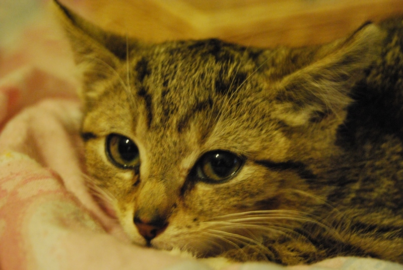 ikbenkat%20087.jpg