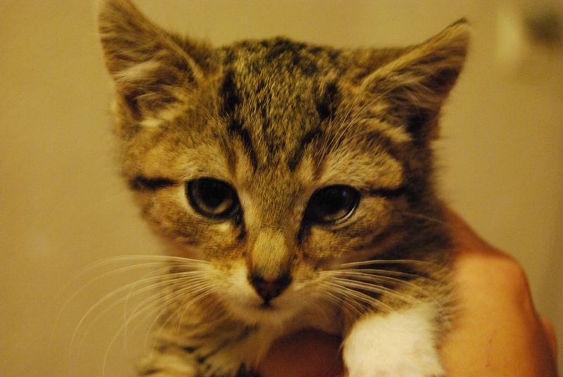 ikbenkat%20088.jpg