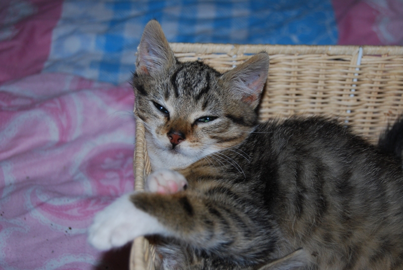 ikbenkat%20090.jpg