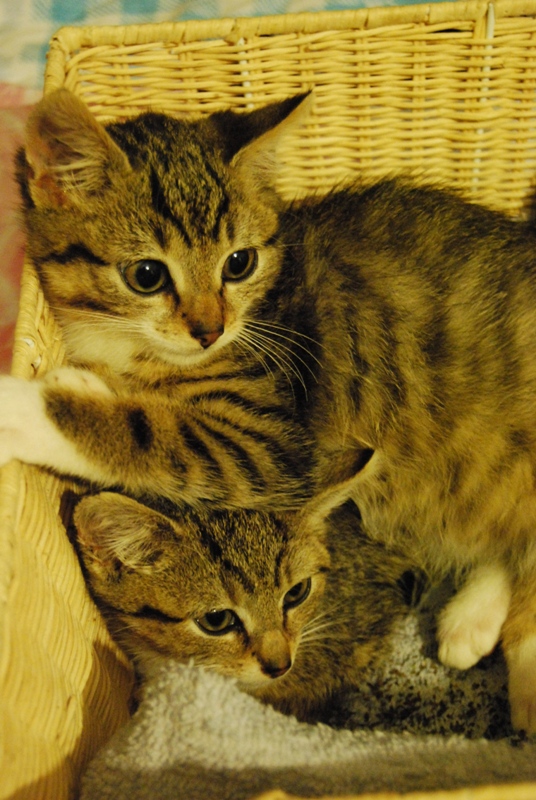 ikbenkat%20092.jpg